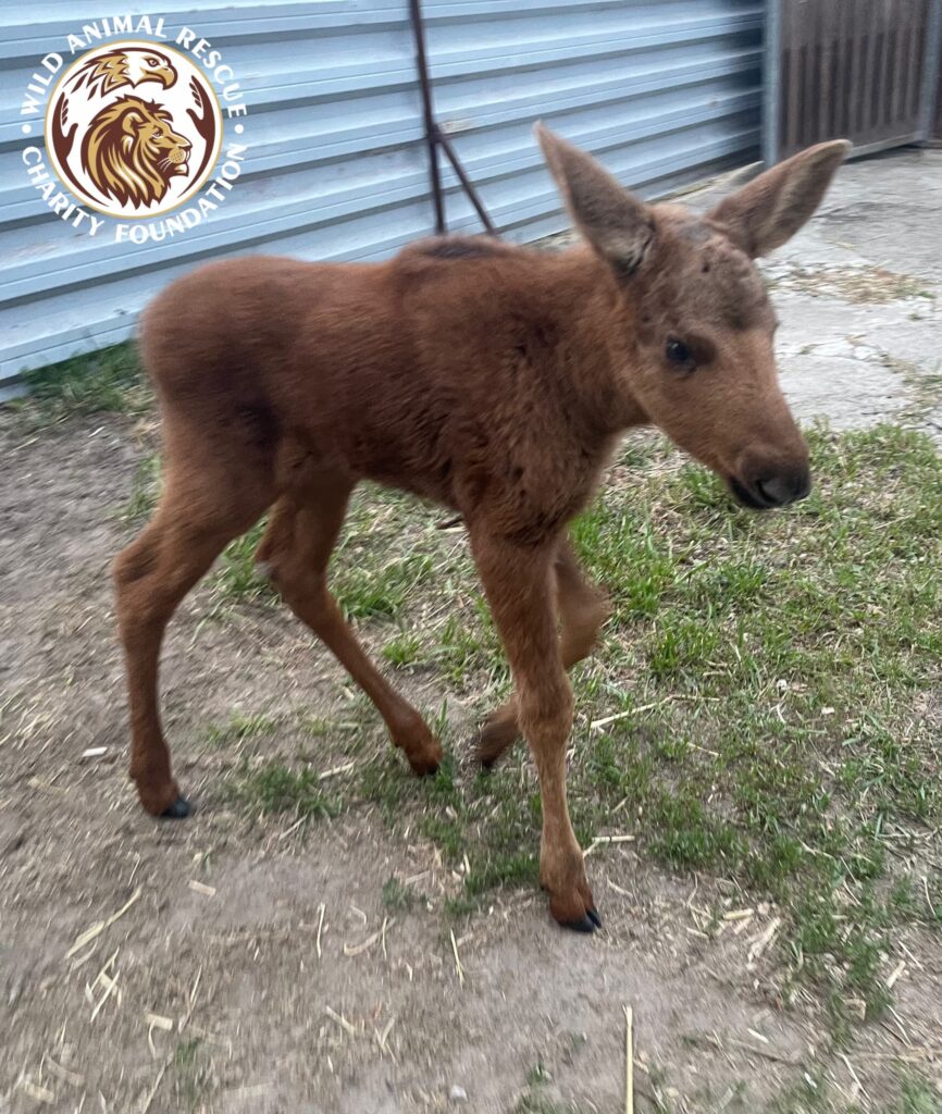 Врятоване лосеня. Фото: Wild Animals Rescue Center