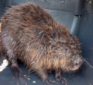 Порятунок бобра. Фото: скриншот з відео Kyiv Animal Rescue Group.