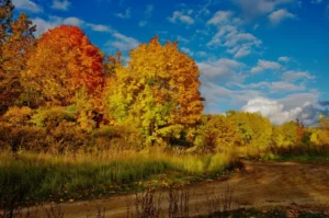 Осіння пора (ілюстративне зображення). Фото: Depositphotos