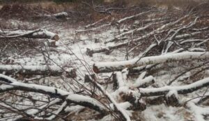 Порубка дерев у Чорнобилі. Фото: Державна екоінспекція Столичного регіону.