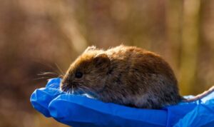 Гризун. Фото: Чорнобильський Радіаційно-екологічний Біосферний заповідник.