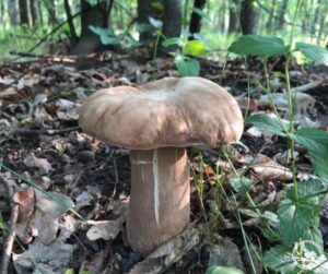 Гриби. Фото: Чорнобильський Радіаційно-екологічний Біосферний Заповідник