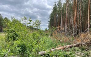 Вирубка дерев у Чорнобилському заповіднику. Фото: Держекоінспекція Поліського округу
