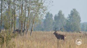 Олені. Фото: Чорнобильський заповідник