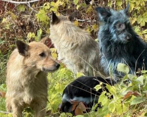 Синя собака біля Чорнобиля. Фото: Dogs of Chernobyl