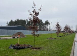 Алея дубів на Національному військовому кладовищі. Фото: Генеральний штаб ЗСУ