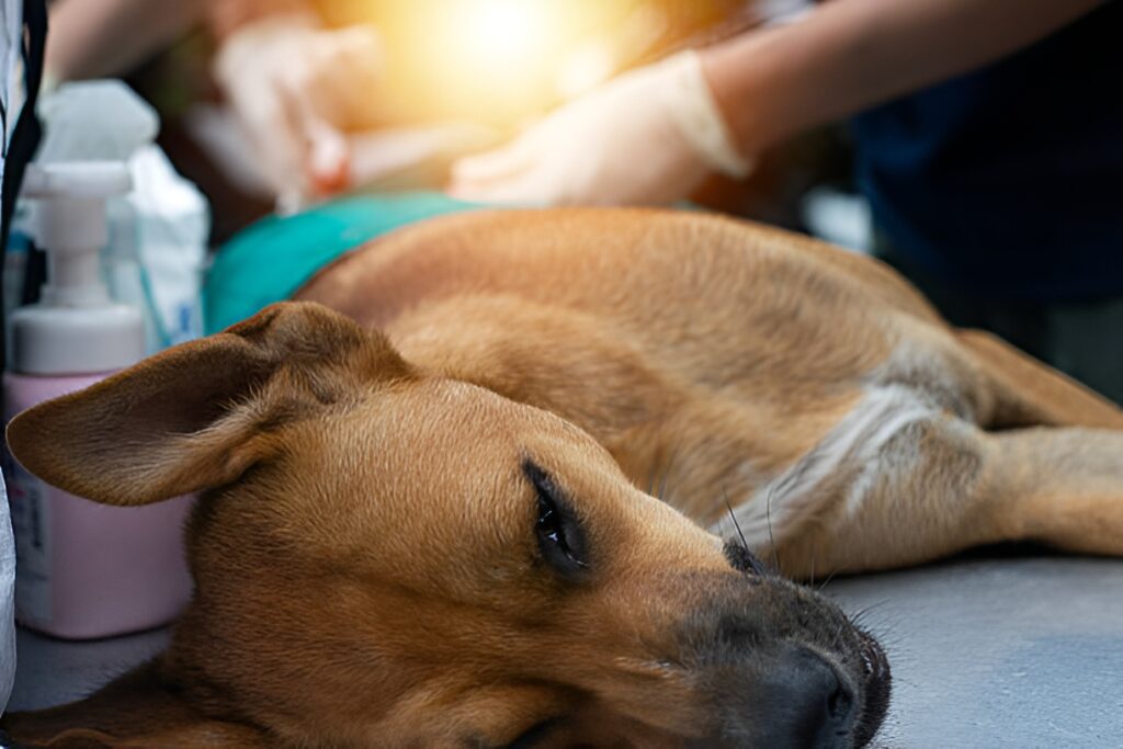 Собака. Фото: iStock