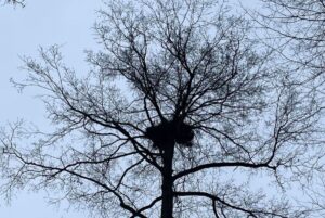 Гніздо орлана-білохвоста. Фото: Чорнобильський заповідник