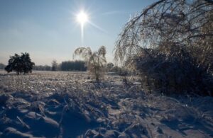 Зима в Чорнобильському заповіднику. Фото: Facebook заповідника