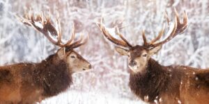 Олені. Фото: iStock
