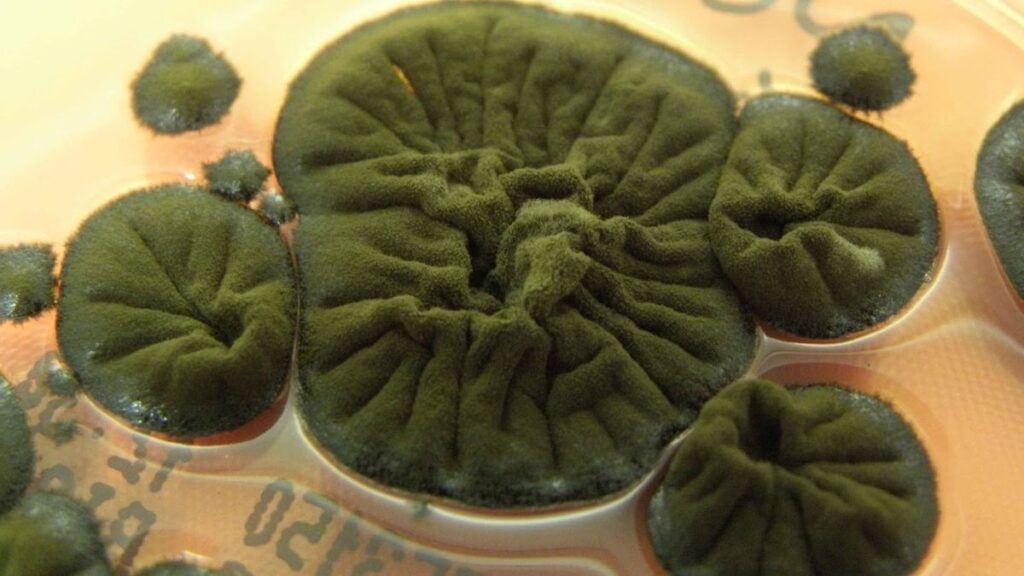 Cladosporium sphaerospermum. Фото: Atlas of Mycology.