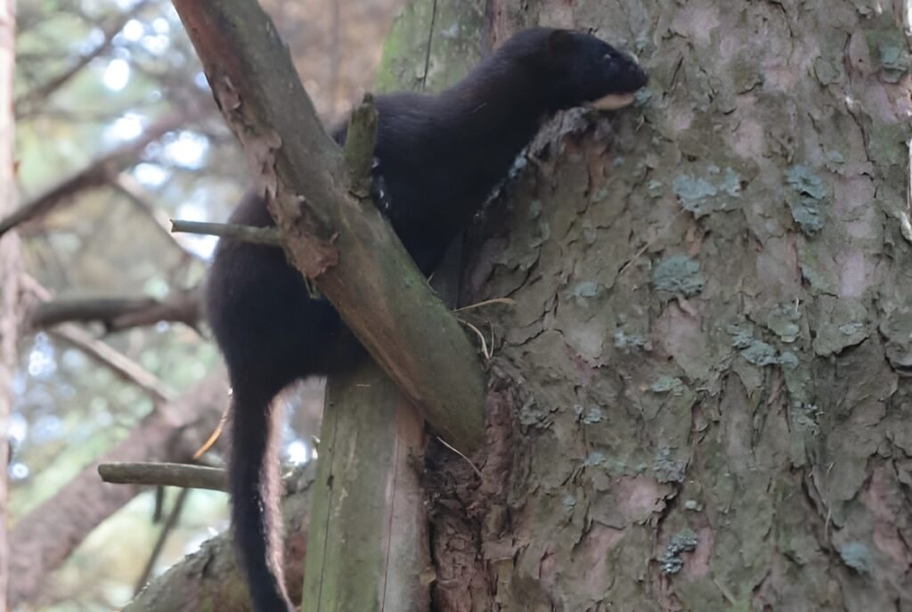 Американська норка. Фото: Чорнобильський заповідник