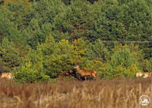 Коні та олені. Фото: Чорнобильський заповідник