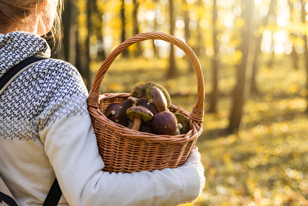 Гриби. Фото: iStock