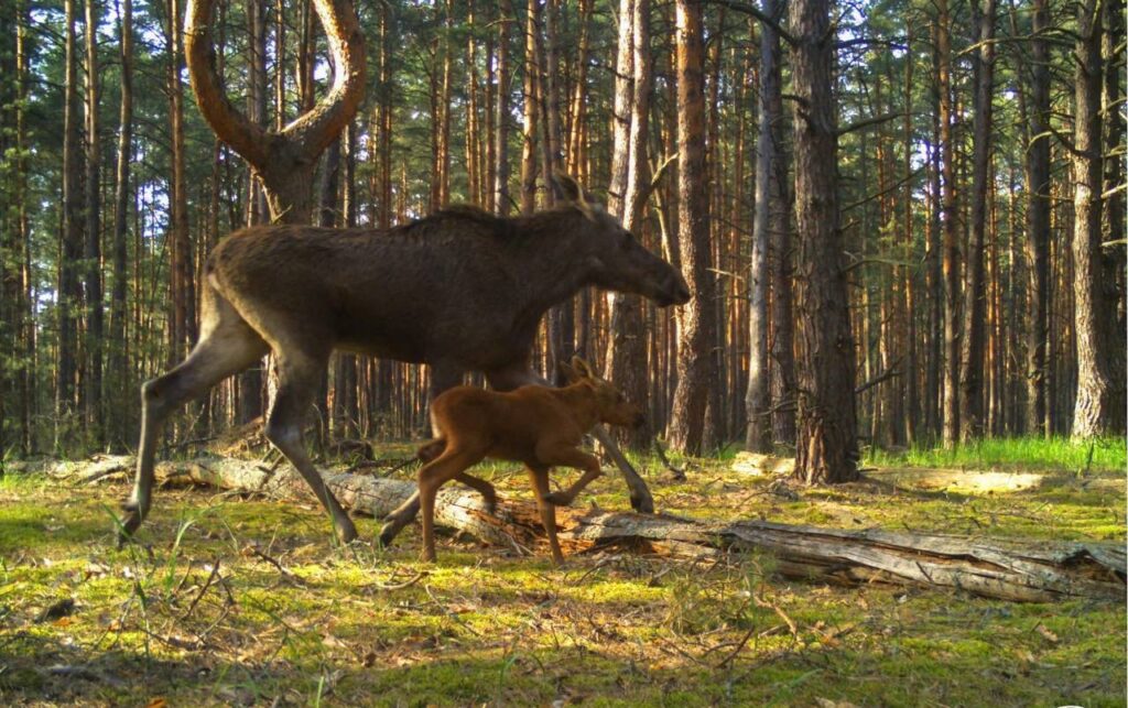 Лосі в Чорнобильському заповіднику. Фото: Telegram установи