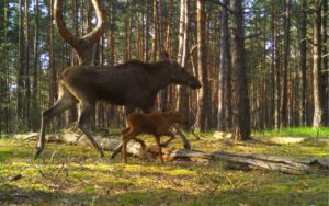 Лосі в Чорнобильському заповіднику. Фото: Telegram установи