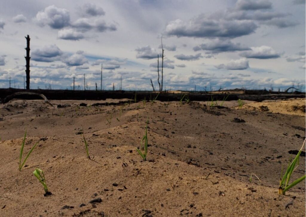 Чорнобильський радіаційно-екологічний біосферний заповідник