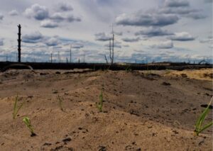 Чорнобильський радіаційно-екологічний біосферний заповідник