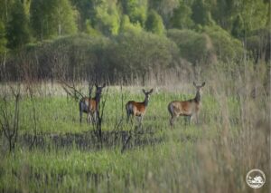 Олені у Чорнобильському заповіднику