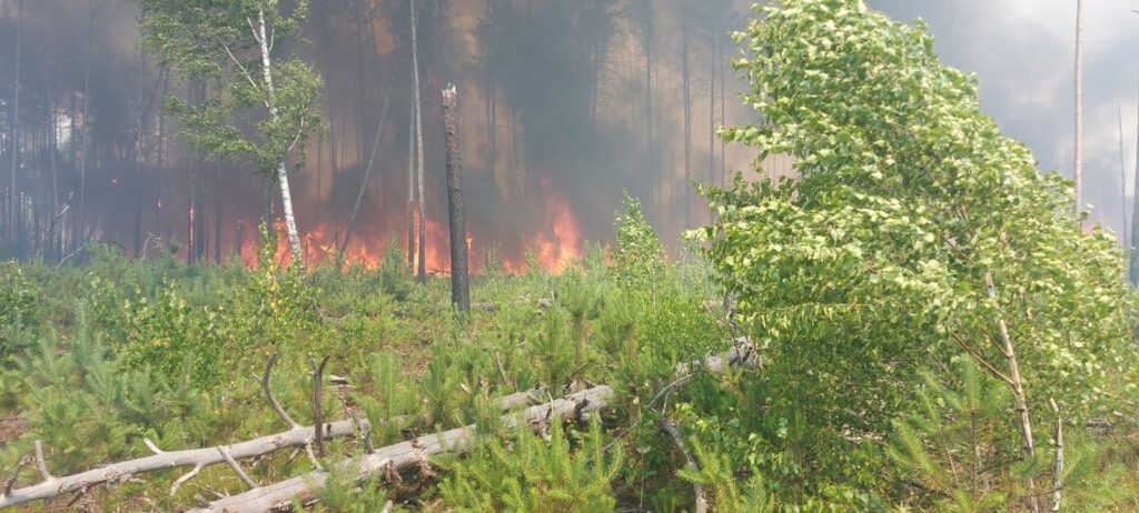 Пожежі в Чорнобильському заповіднику
