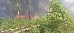 Пожежі в Чорнобильському заповіднику