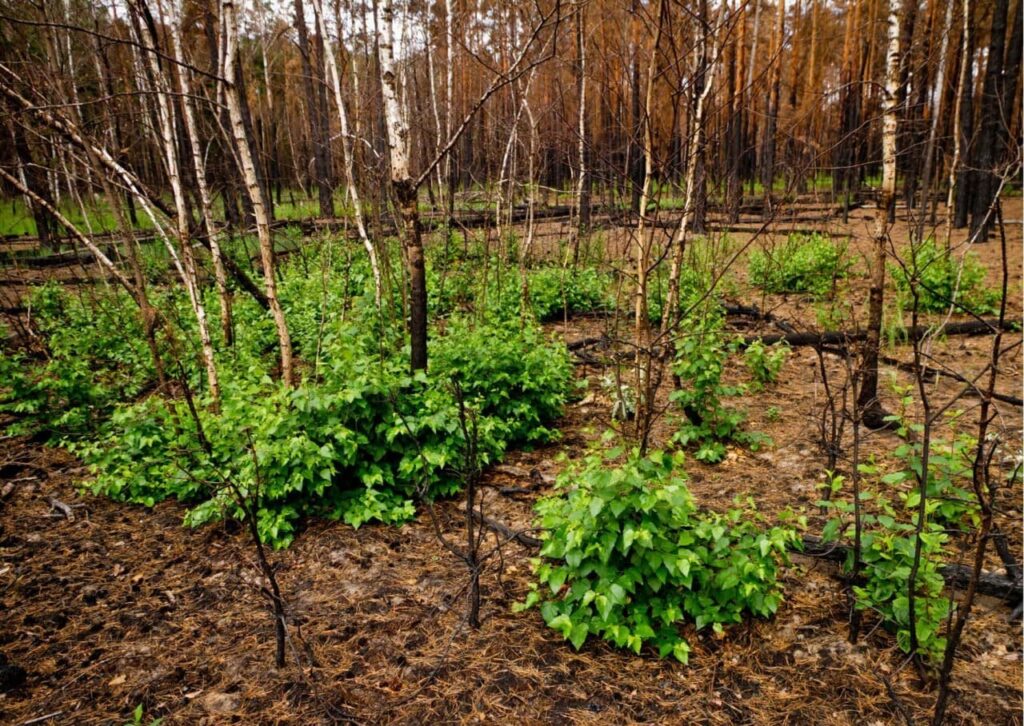 Як Чорнобильський заповідник самовідновлюється після пожеж