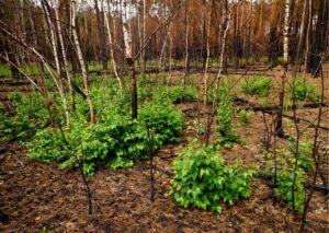 Як Чорнобильський заповідник самовідновлюється після пожеж