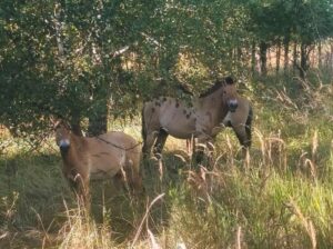 Коні Пржевальського у Чорнобильській зоні 9 вересня
