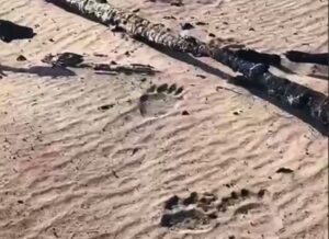 Сліди бурого ведмедя помітили на згарищі у Чорнобильському заповіднику