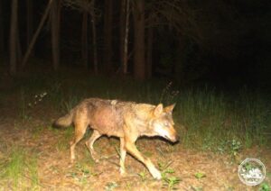 У Чорнобильському заповіднику вовки переходять на «осінній режим» — молодняк активно навчається полювати разом із дорослими хижаками