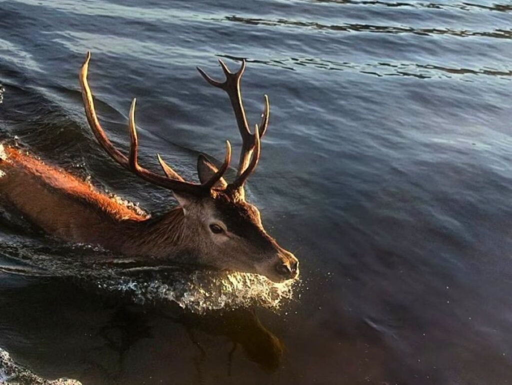 Водні процедури у Чорнобилі: компанія плавців через Прип'ять поповнилася несподіваними гостями